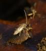 Entomobrya muscorum